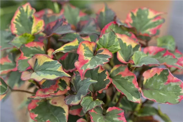 Houttuynia cordata 'Chameleon' Eidechsenschwanz