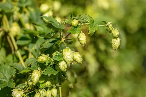 Humulus lupulus Hopfen