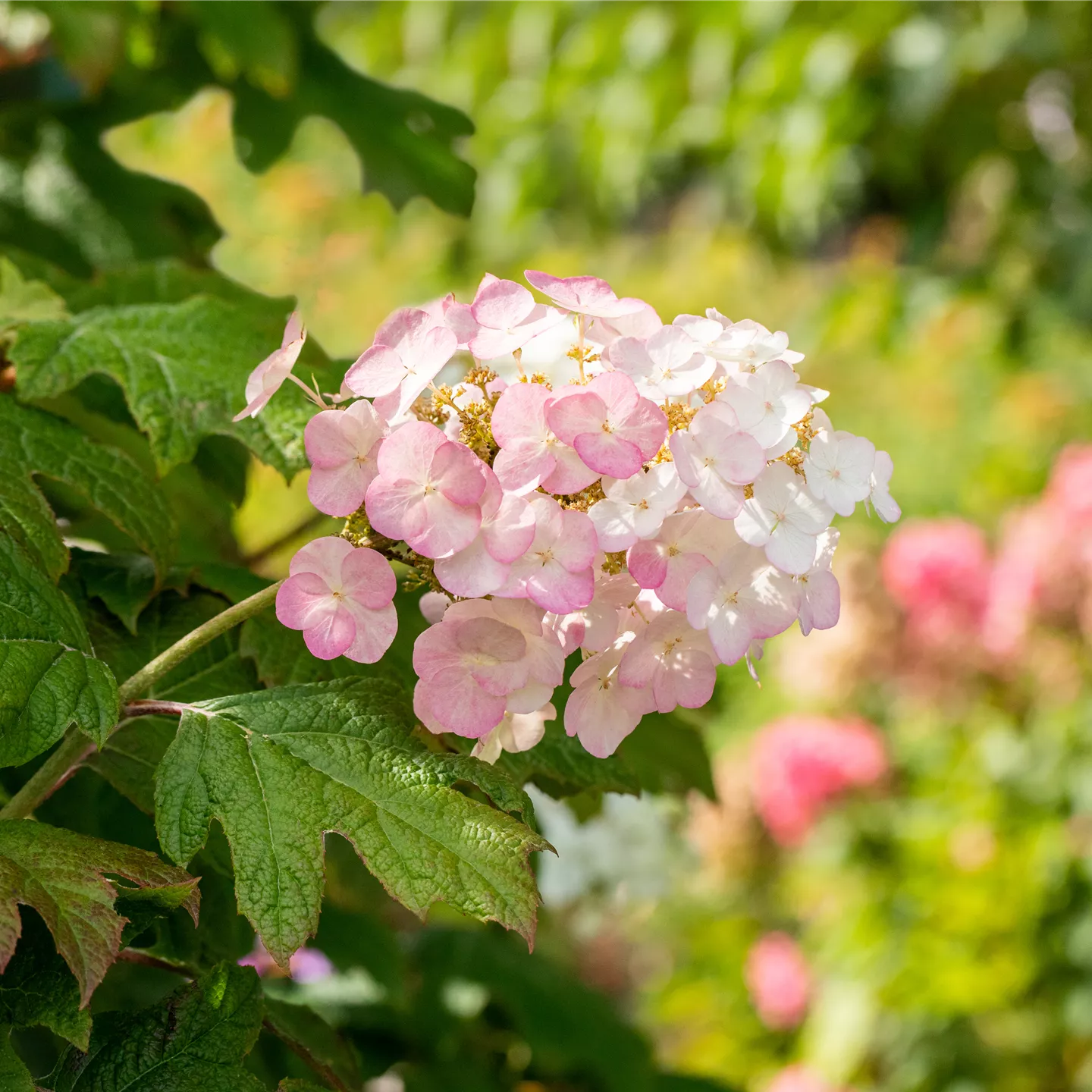 Hydrangea quercifolia 'Snow Queen' Hydrangea quercifolia 'Snow Queen'