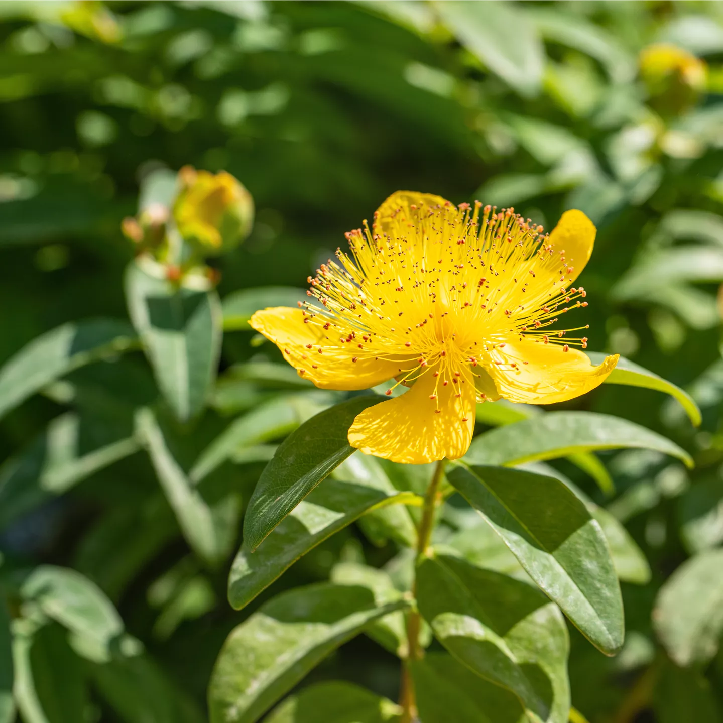 Hypericum calycinum