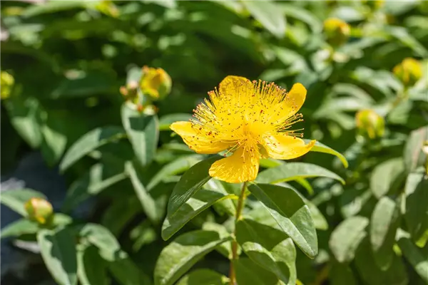 Hypericum calycinum Immergrünes Hartheu