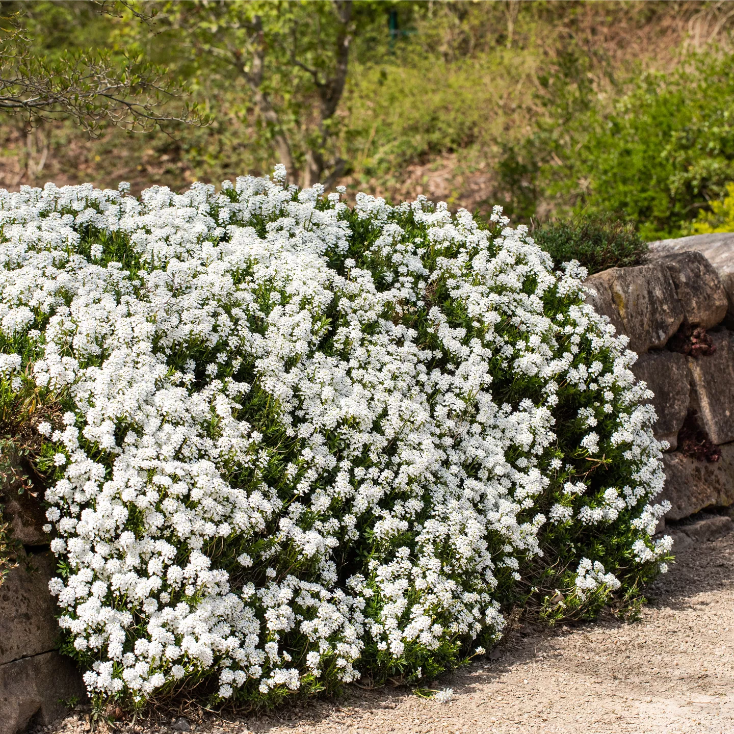 Iberis sempervirens 'Snowflake'