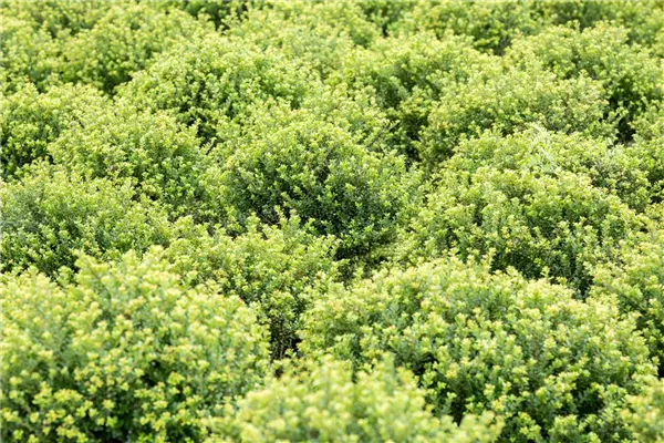 Ilex crenata 'Glorie Dwarf'  -R- Berg-Ilex 'Glorie Dwarf'  -S-