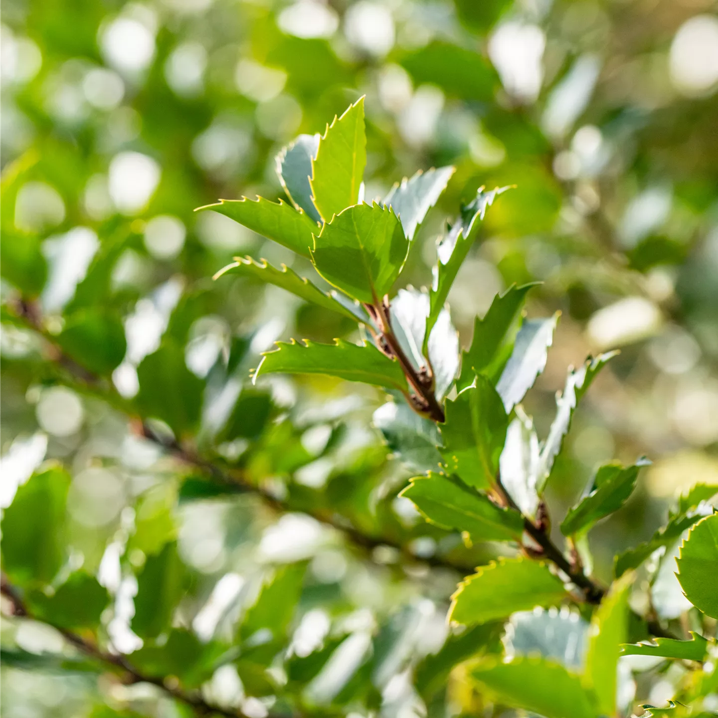 Ilex meserveae 'Blue Princess' -R- Ilex meserveae 'Blue Princess' -R-