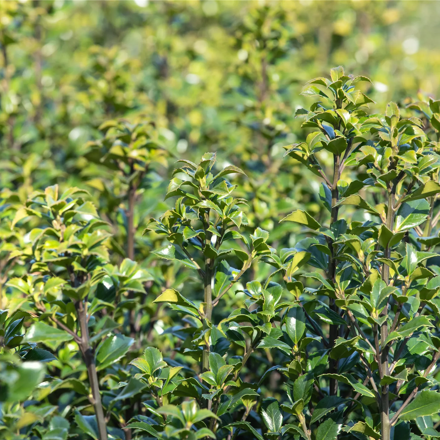 Ilex meserveae 'Heckenstar' -S-