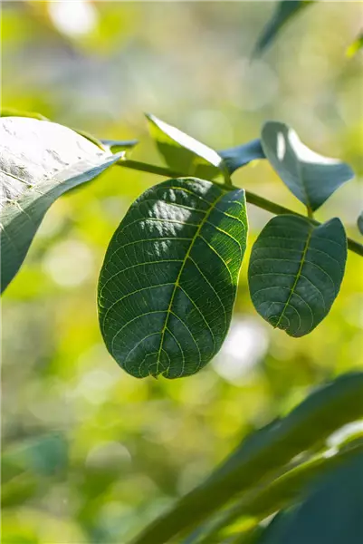 Juglans regia Walnuß