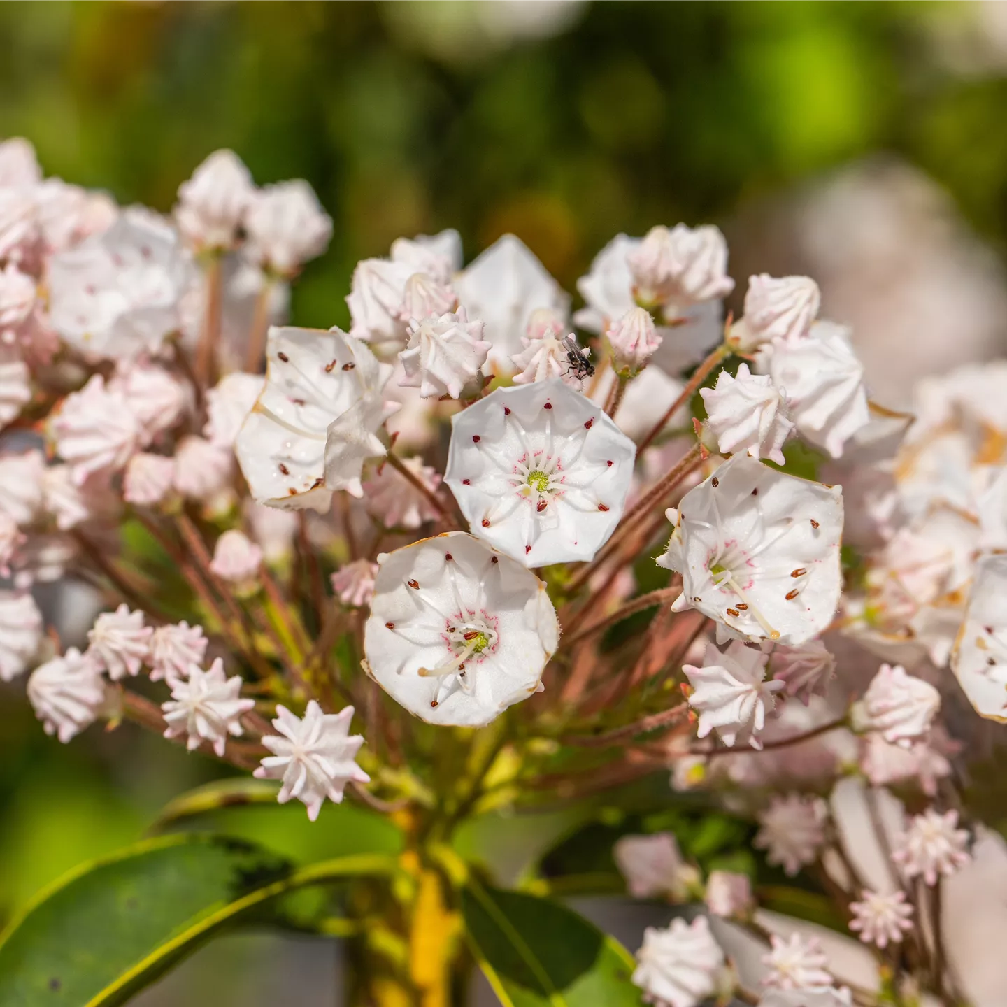 Kalmia latifolia 'Elf'