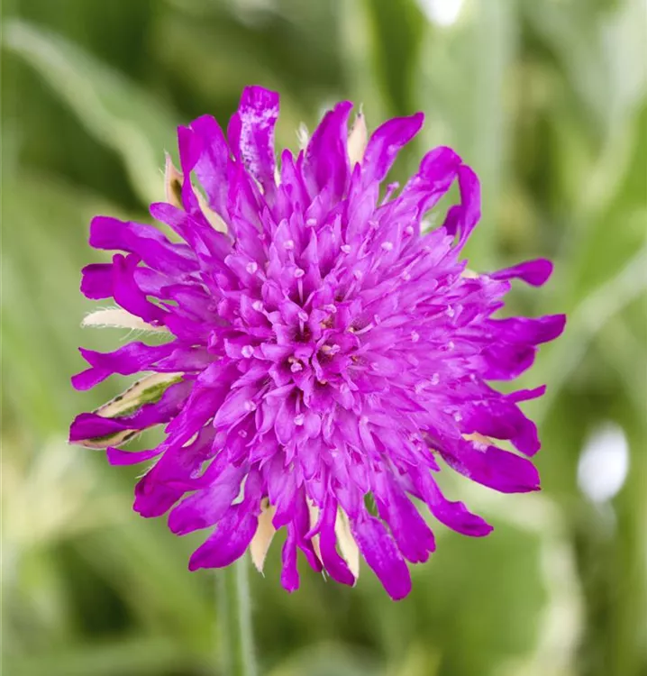 Mazedonische Witwenblume