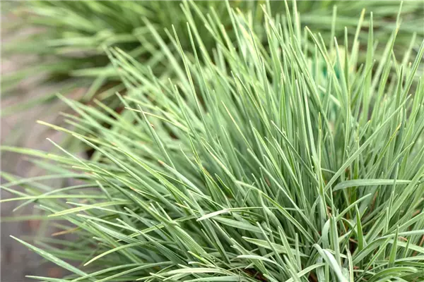 Koeleria glauca Blaues Schillergras