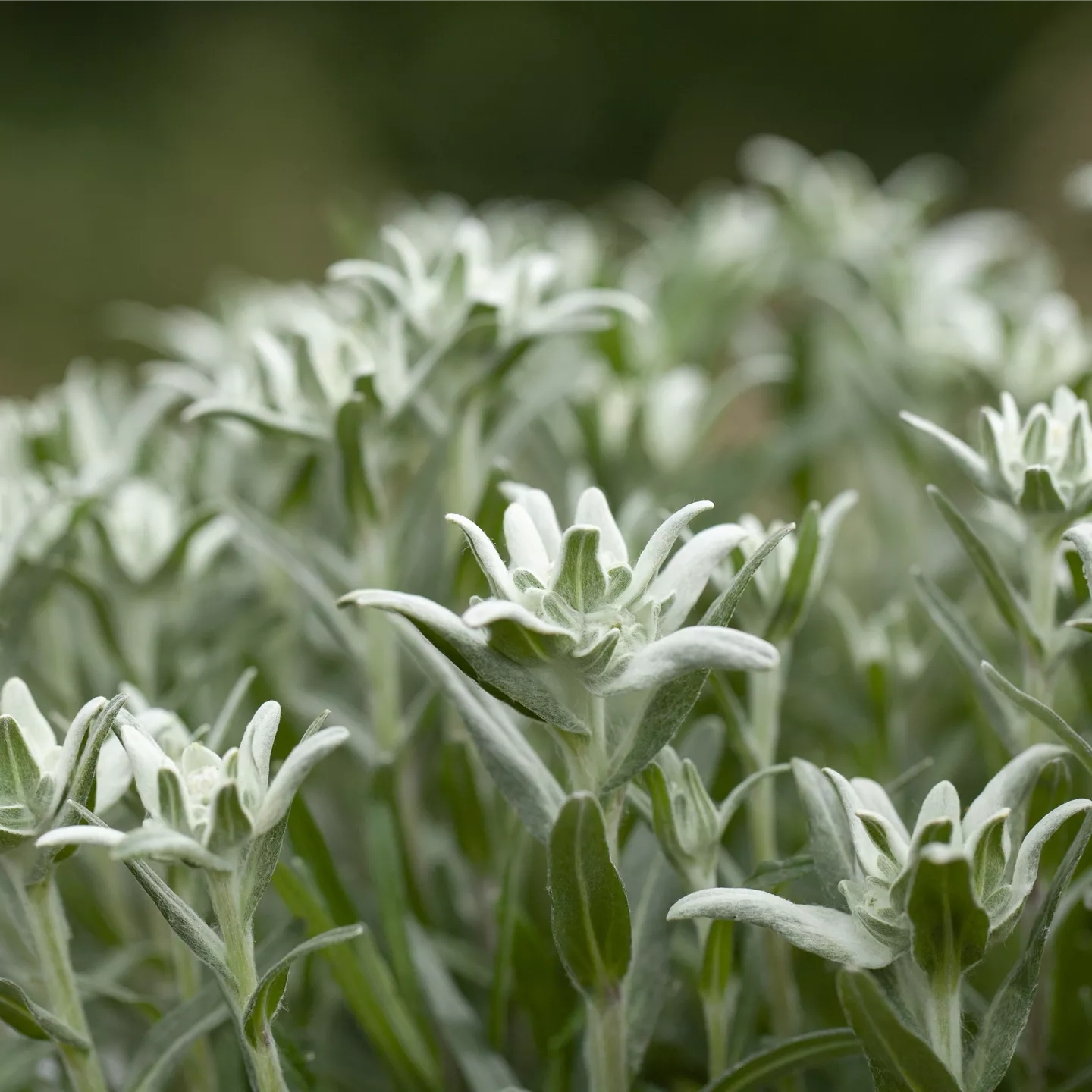 Leontopodium alpinum