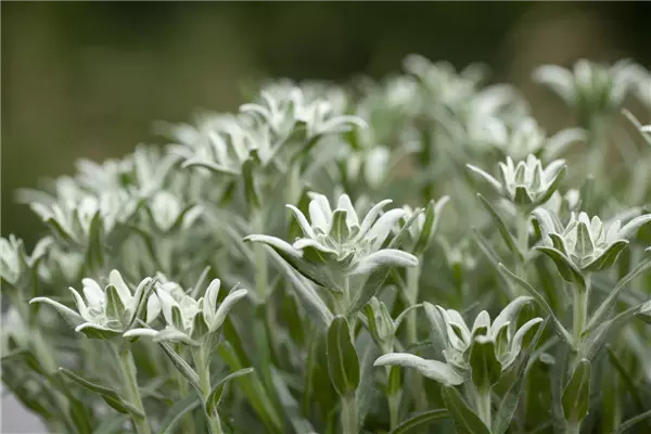 Leontopodium alpinum Alpen-Edelweiß