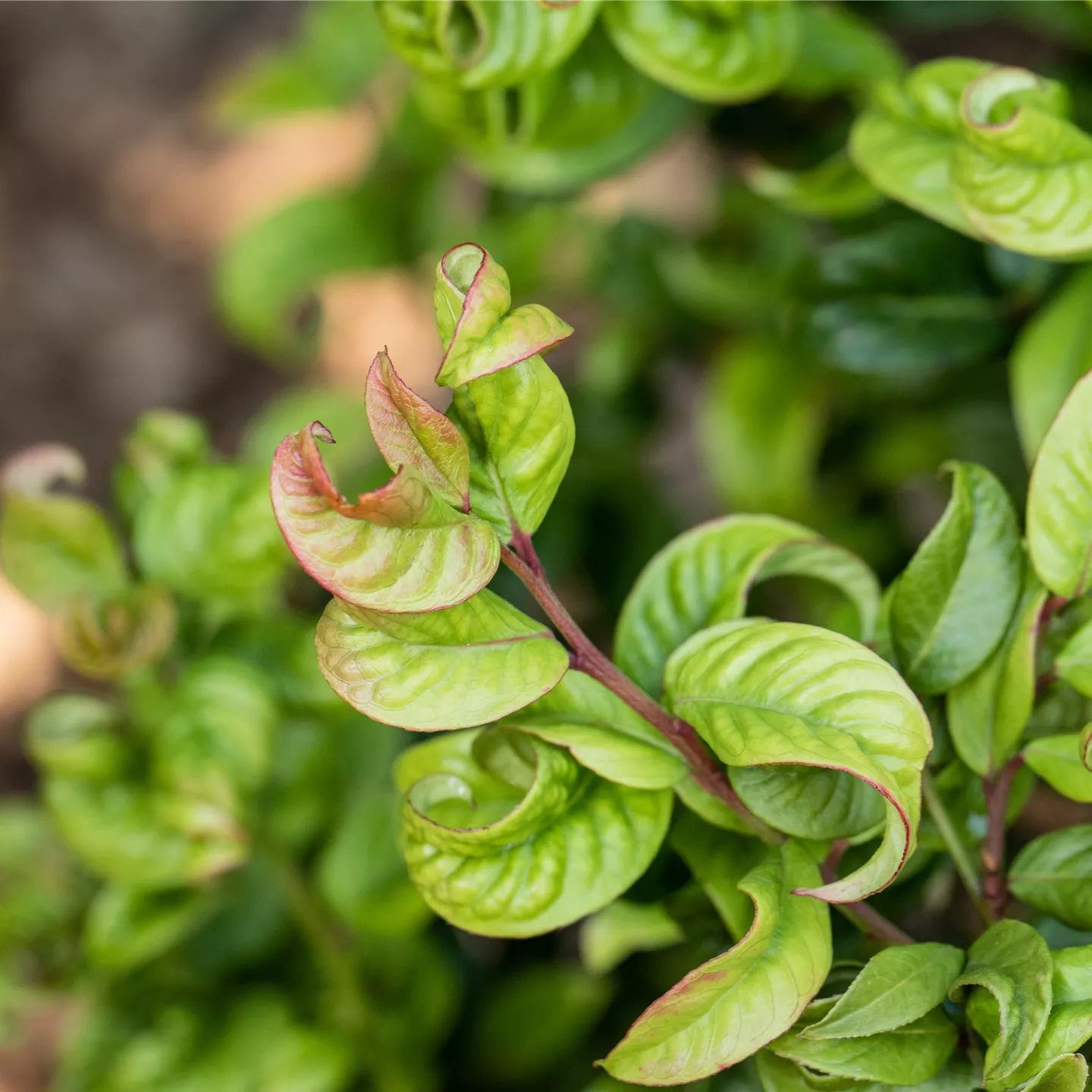Leucothoe axillaris 'Curly Red' -R-