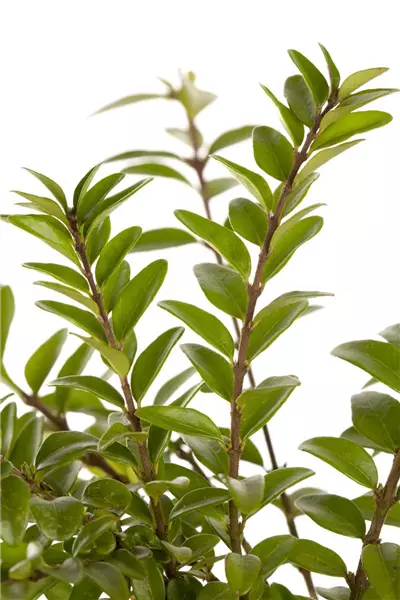 Lonicera nitida 'Maigrün' Heckenmyrte