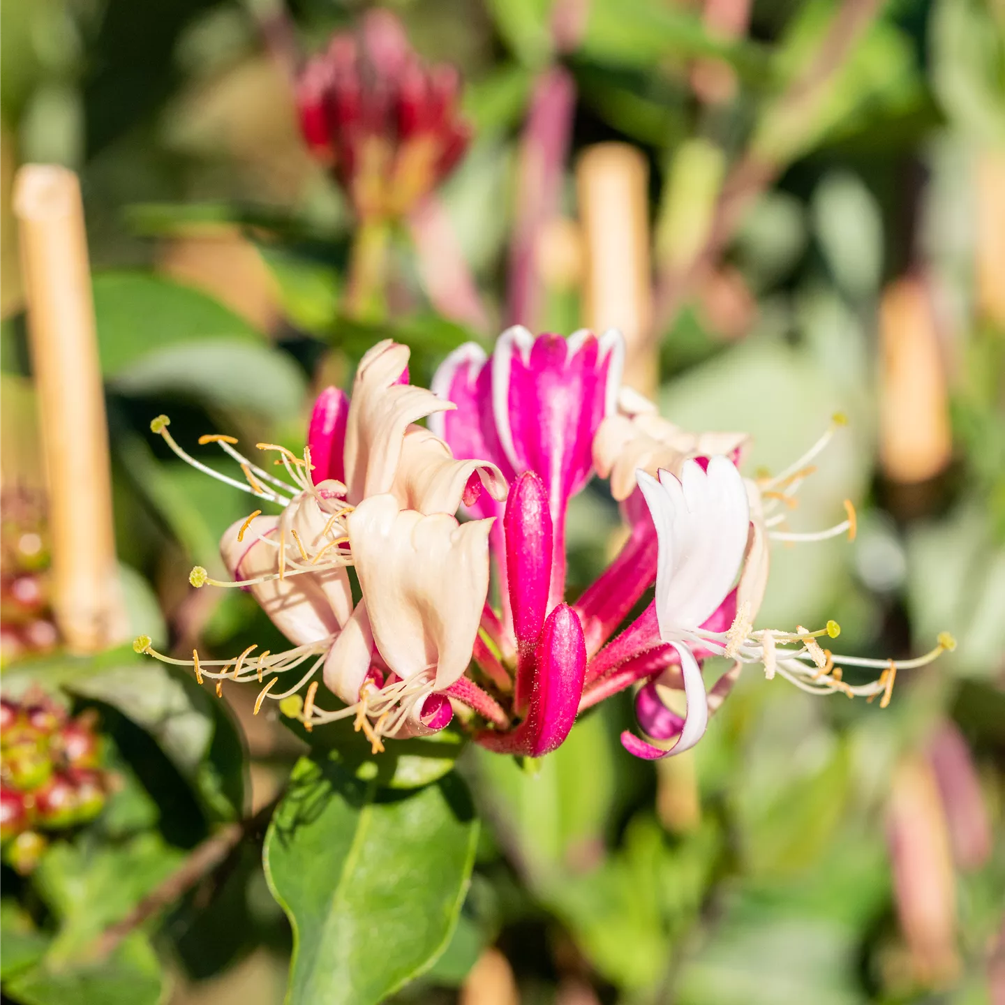 Lonicera periclymenum