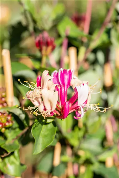 Lonicera periclymenum Wald-Geißblatt