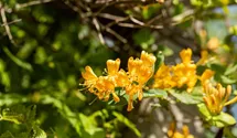 Lonicera tellmanniana, Gold-Geiblatt, Schlinger im Pflanzenshop