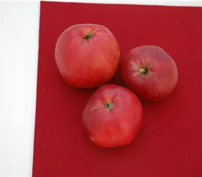 Apfel Danziger Kantapfel Apfel Danziger Kantapfel