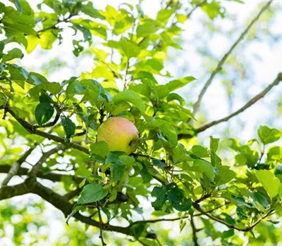 Apfel Finkenwerder Herbstprinz Apfel Finkenwerder Herbstprinz
