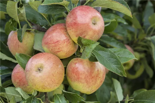 Malus 'James Grieve'                   CAC Apfel James Grieve