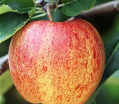 Apfel Ontarioapfel