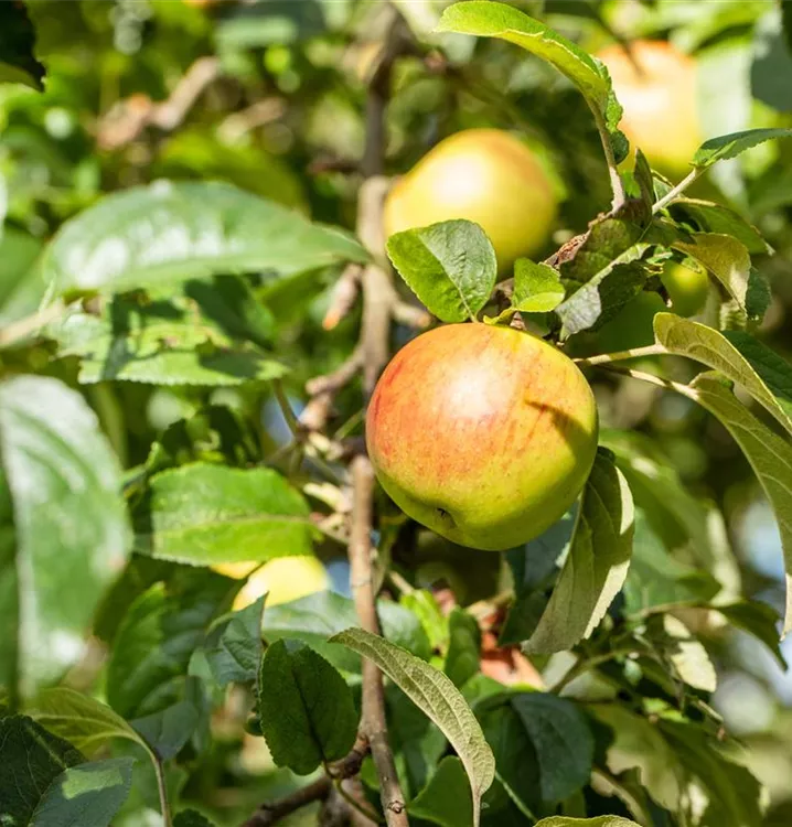 Apfel Rheinischer Winterrambur