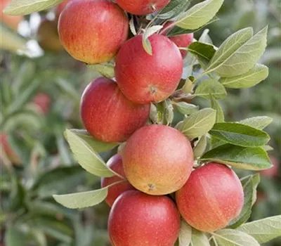 Säulenapfel 'Sonate' -S-
