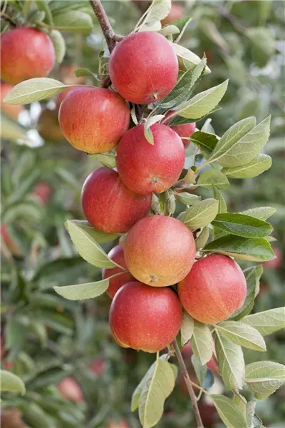 Malus 'Sonate'  -S-                    CAC Säulenapfel 'Sonate'  -S-