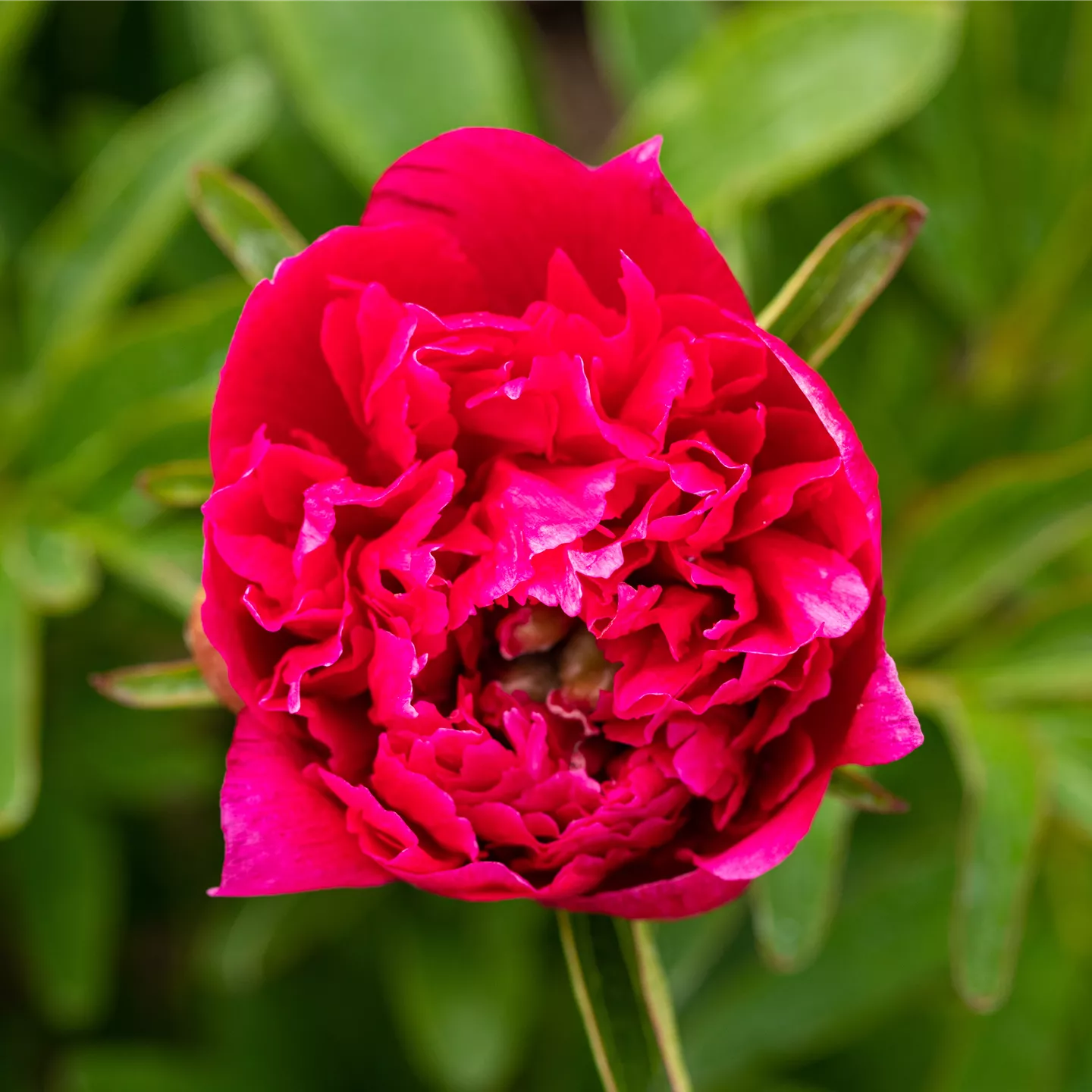 Paeonia lactiflora 'Karl Rosenfield'