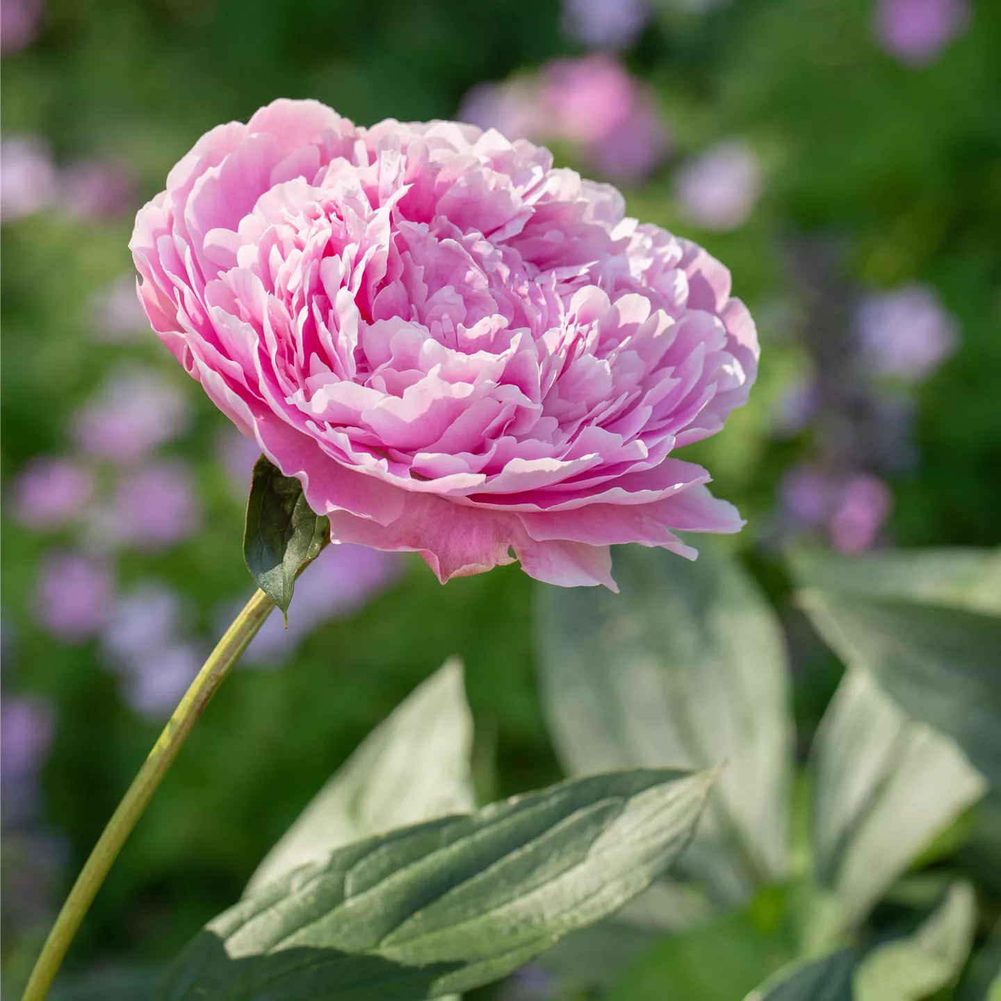 Paeonia lactiflora 'Sarah Bernhardt'