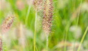 Bildvorschau