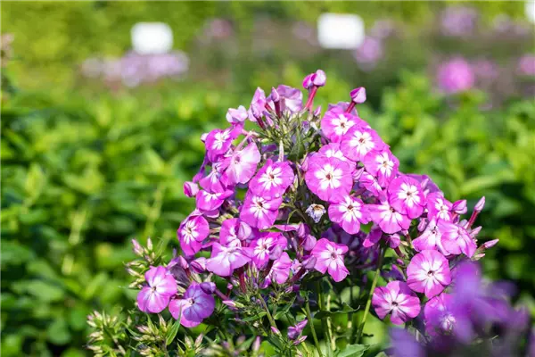 Phlox paniculata 'Uspech' Hoher Staudenphlox, Flammenblume