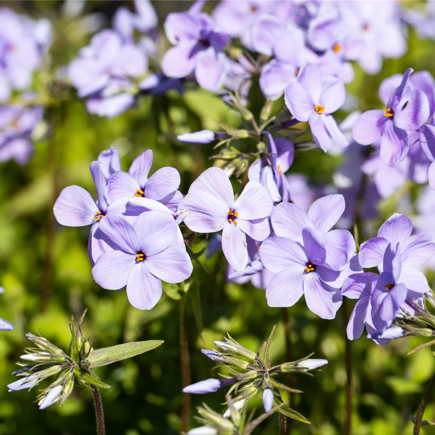 Phlox stolonifera 'Blue Ridge'