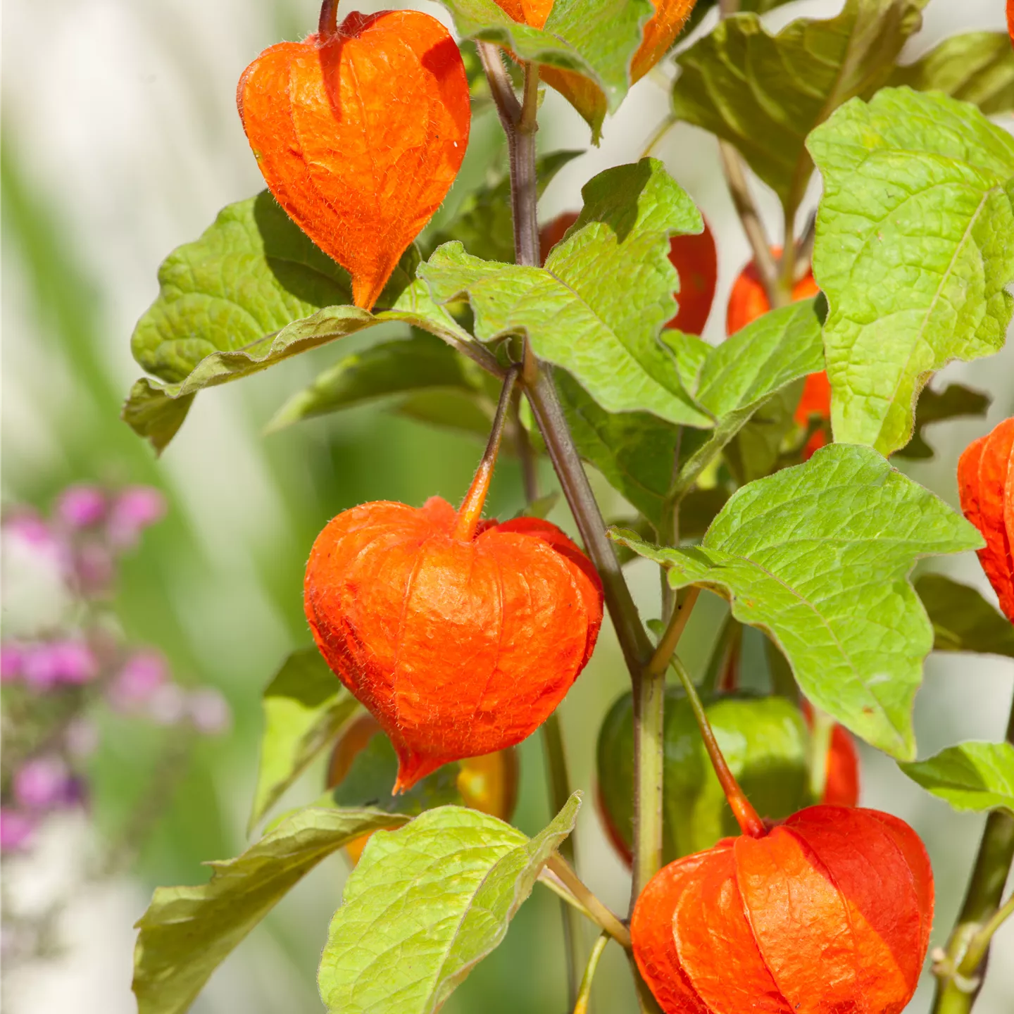 Physalis alkekengi var.franch.'Zwerg'