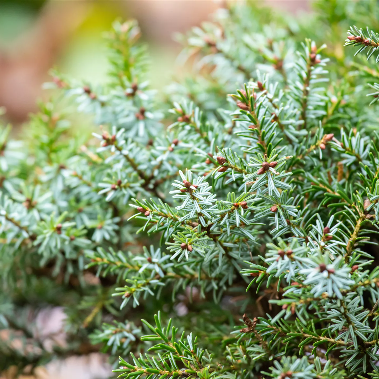 Picea omorika 'Nana'