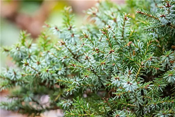 Picea omorika 'Nana' Serbische Kegel-Fichte