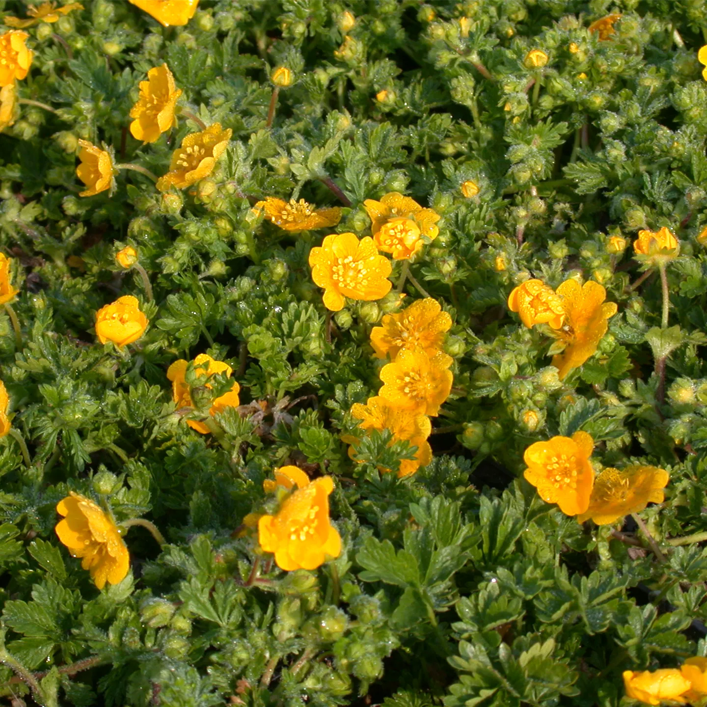 Potentilla neumanniana