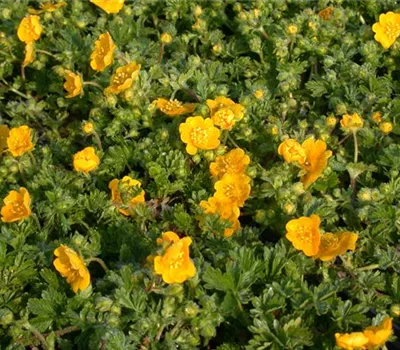 Fühlings-Fingerkraut Fühlings-Fingerkraut