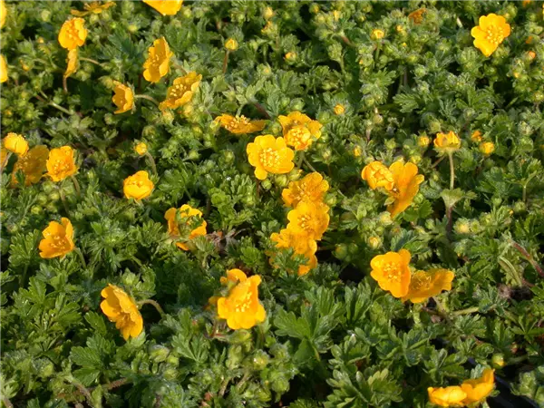 Potentilla neumanniana Fühlings-Fingerkraut