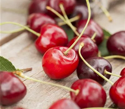 Süßkirsche Süßkirsche