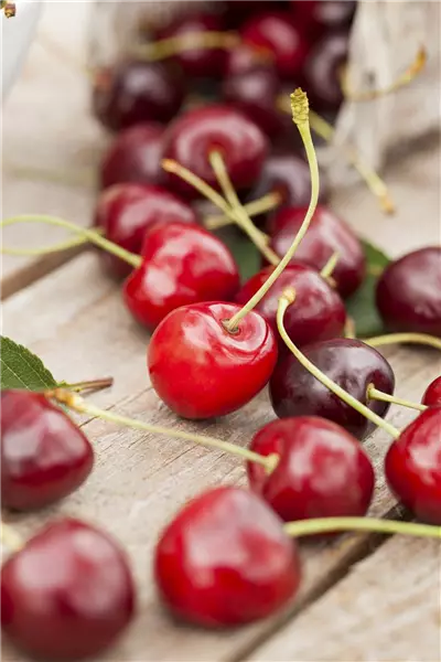 Prunus av.'Hedelfinger Riesenk.'       CAC Süßkirsche