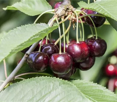 Sauerkirsche Sauerkirsche