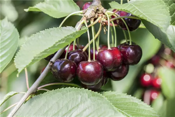 Prunus cer.'Morellenfeuer'             CAC Sauerkirsche