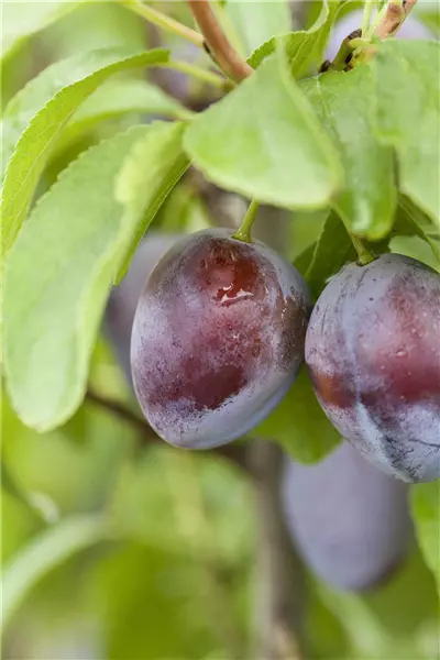 Prunus dom.'Bühler Frühzwetsche'       CAC Bühler Frühzwetsche
