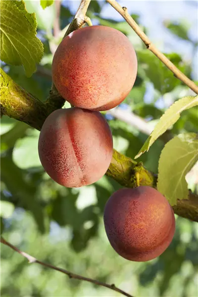 Prunus dom.'Königin Viktoria'          CAC Pflaume
