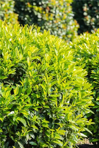 Prunus lauroc.'Caucasica' Lorbeer-Kirsche