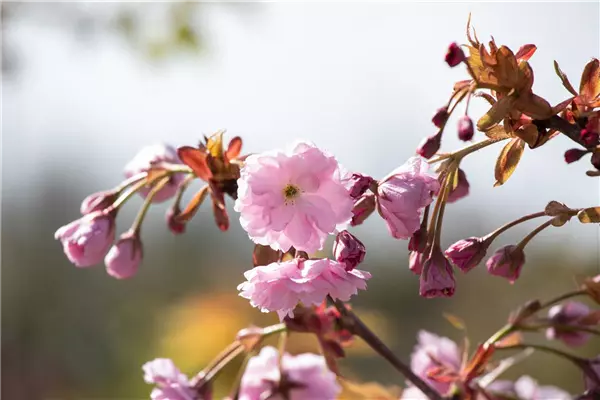 Prunus serrulata 'Kiku-shidare-zakura' Hängende Nelken-Kirsche