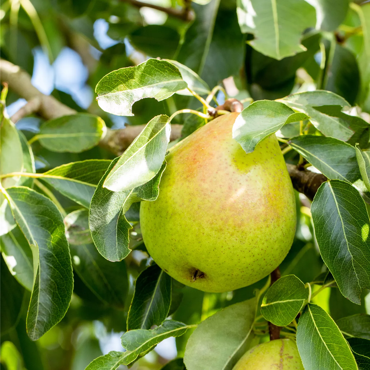 Pyrus com.'Gellerts Butterbirne' CAC