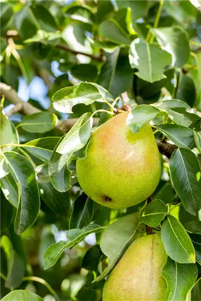 Pyrus com.'Gellerts Butterbirne'       CAC Birne