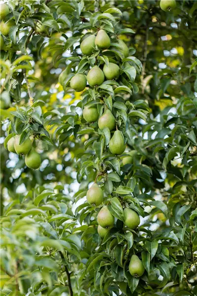 Pyrus com.'Gräfin von Paris'           CAC Birne