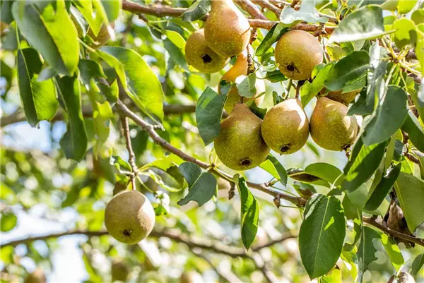 Pyrus com.'Gute Luise v.Avranches'     CAC Birne